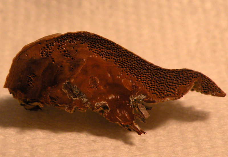 Phellinus? (Phellinus pomaceus)